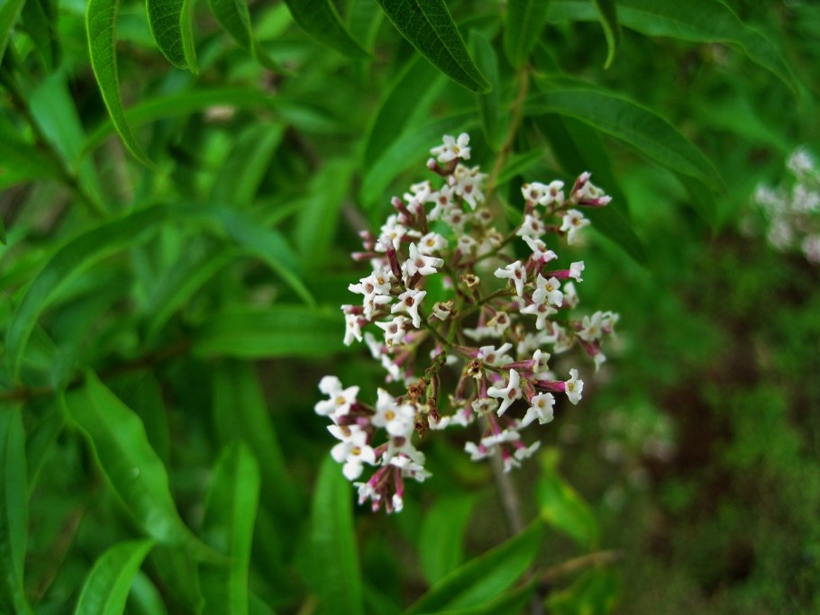 Алоизия (лимонная Вербена)