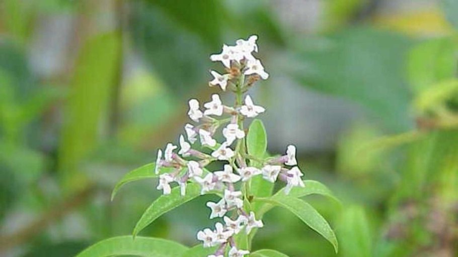 Алоизия (лимонная Вербена)