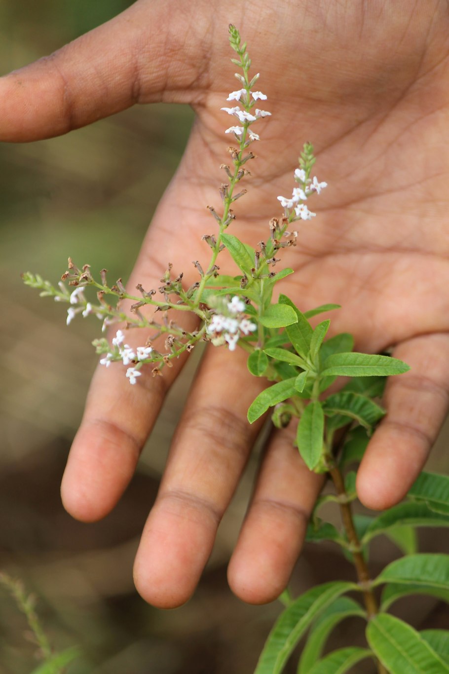 Алоизия трёхлистная Вербена лимонная