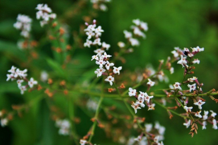 Вербена лимонная растение