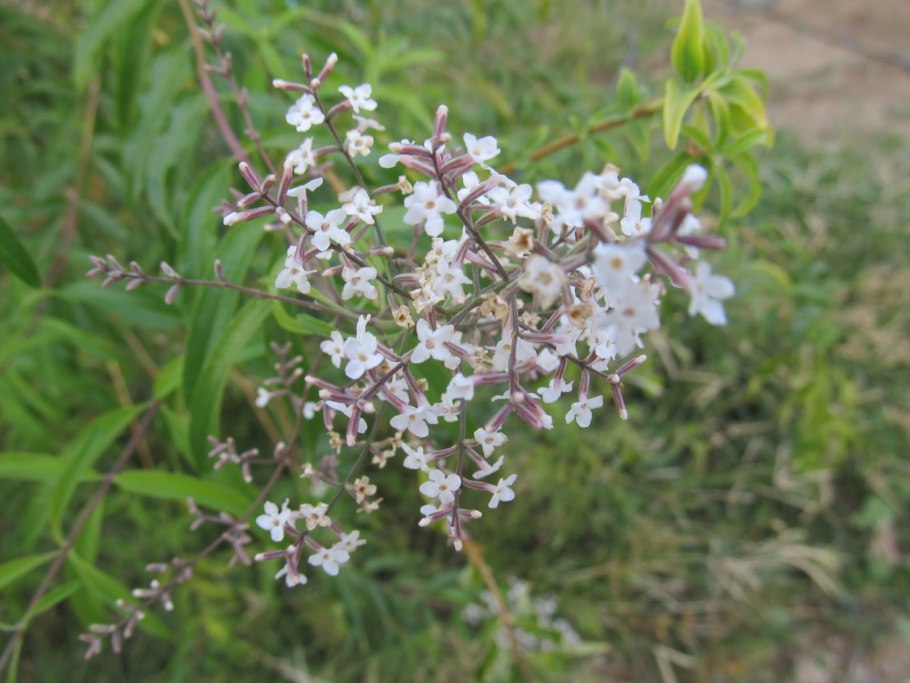 Вербена лимонная лист и трава
