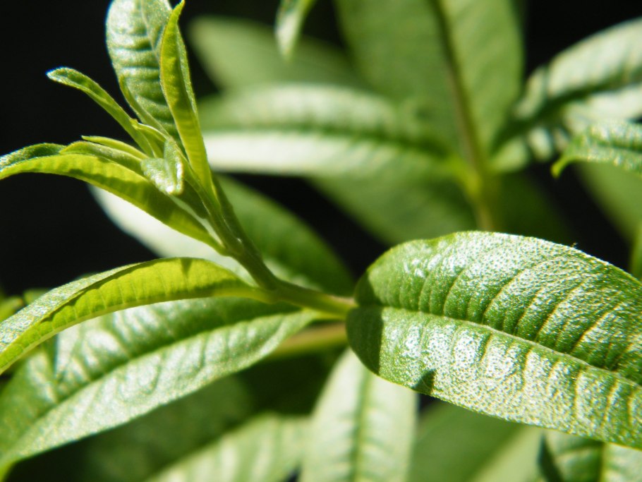 Aloysia citriodora Вербена лимонная Lippia citriodora