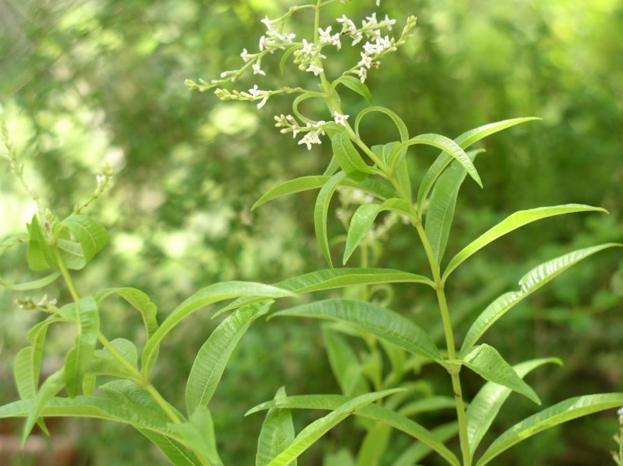 Ворвик Деррис