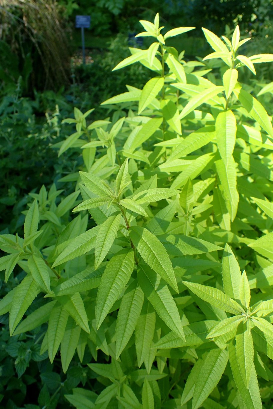 Алоизия файт