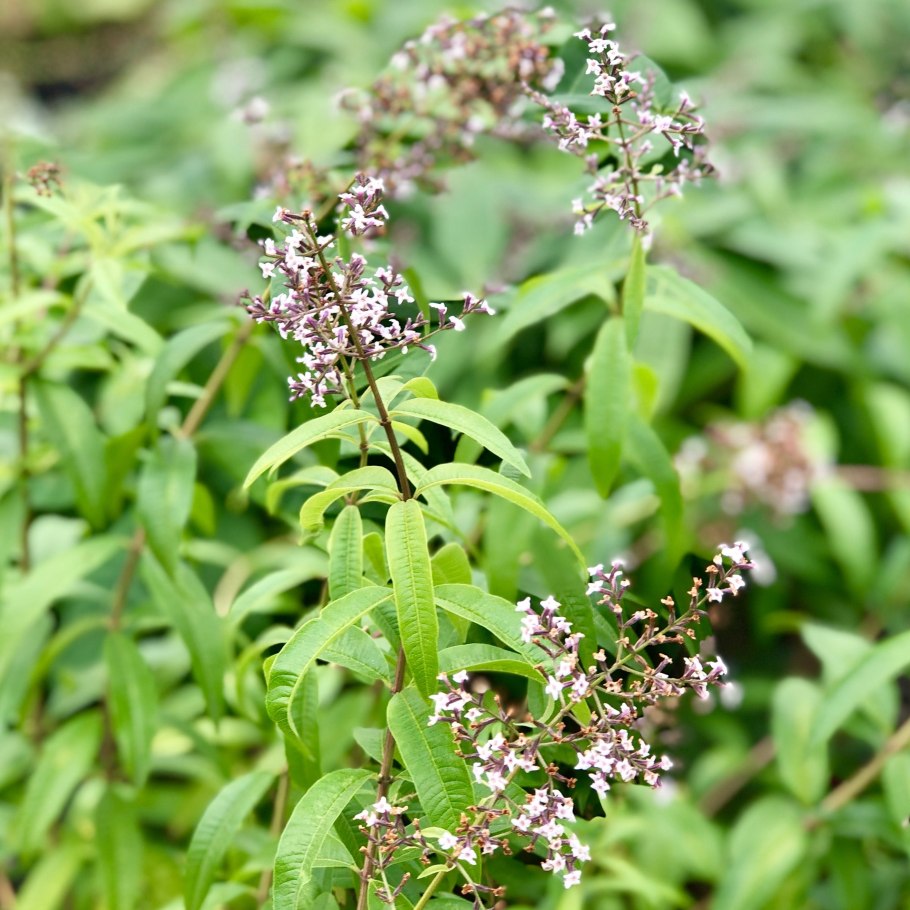 Lippia citriodora