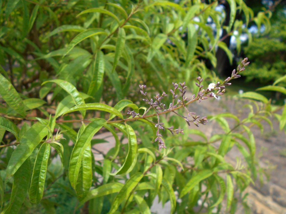 Aloysia triphylla