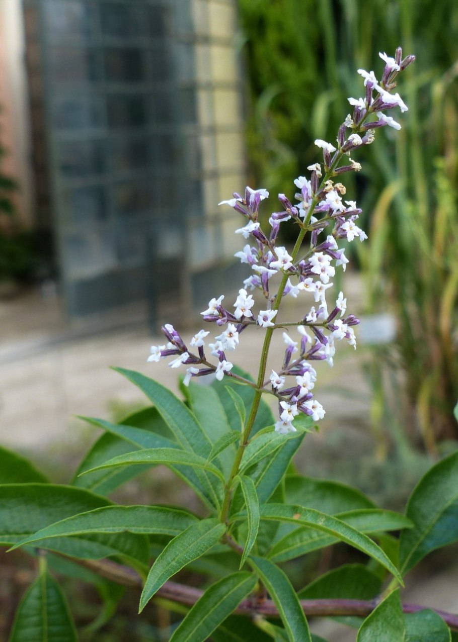 Алоизия (лимонная Вербена)