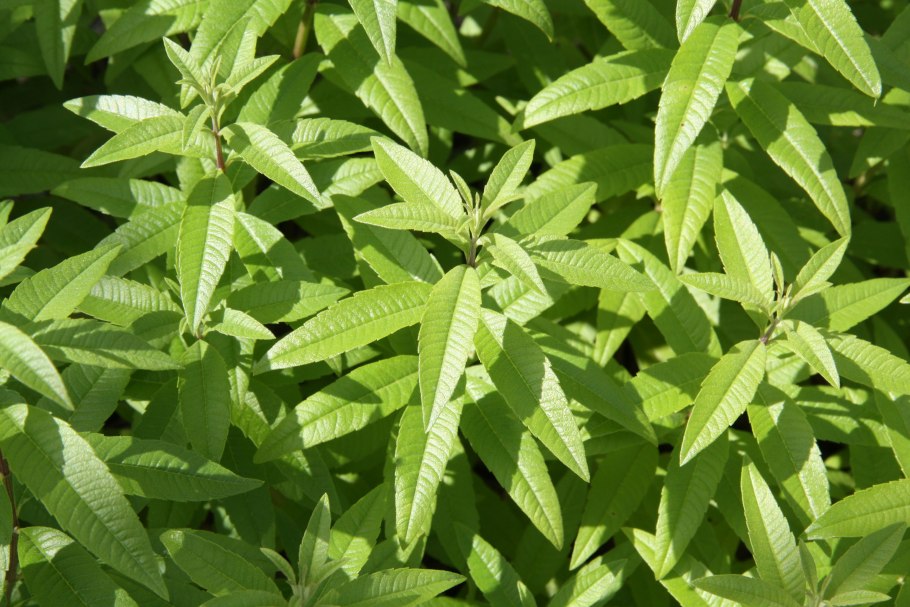 Мирофокс лимонная Вербена