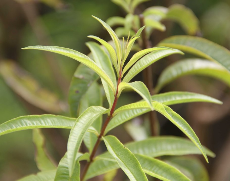 Алоизия (лимонная Вербена)