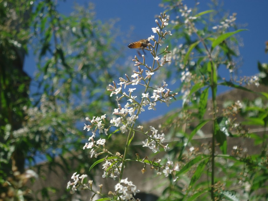 Aloysia triphylla