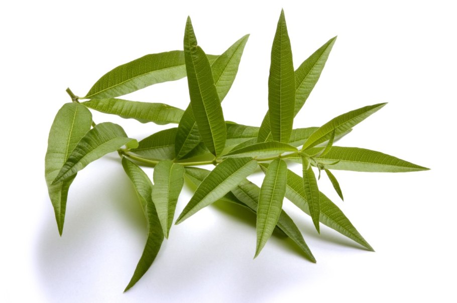 Lemon verbena