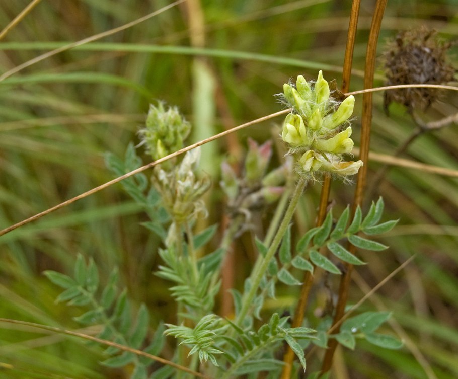 Oxytropis glabra