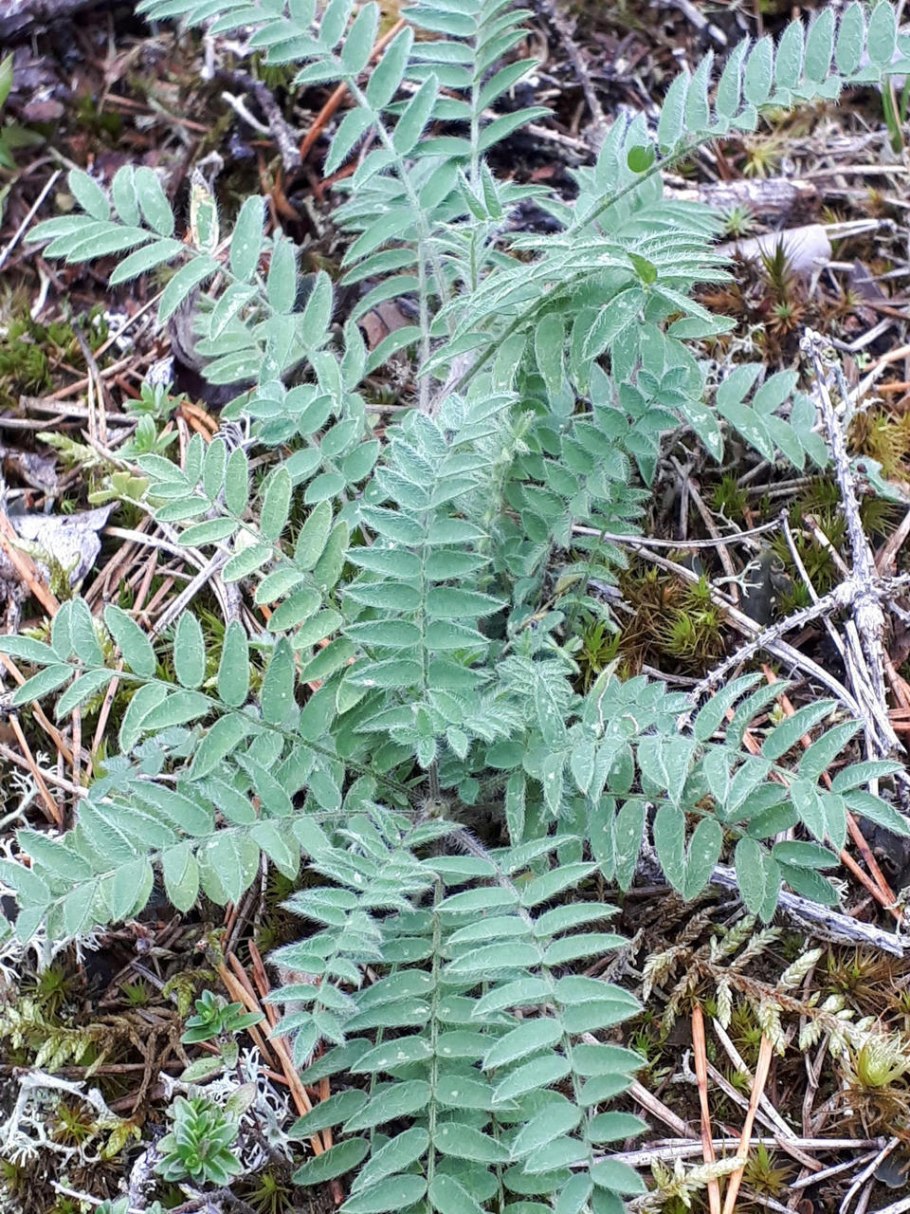 Oxytropis lapponica
