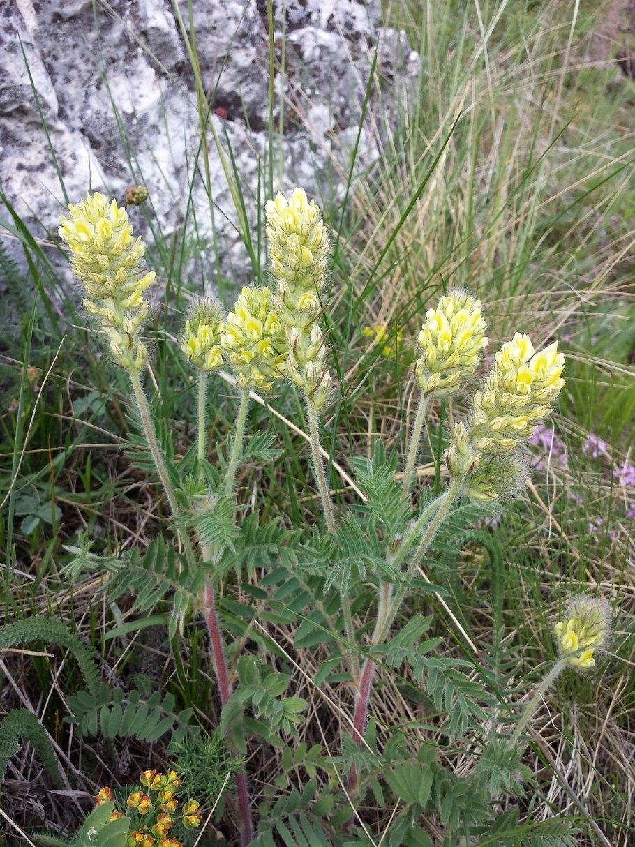 Oxytropis pilosa