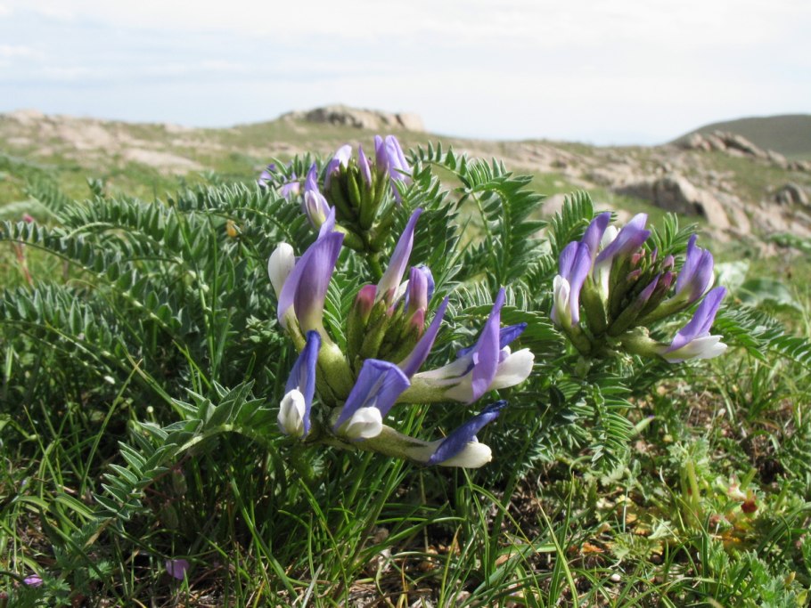 Oxytropis chionobia