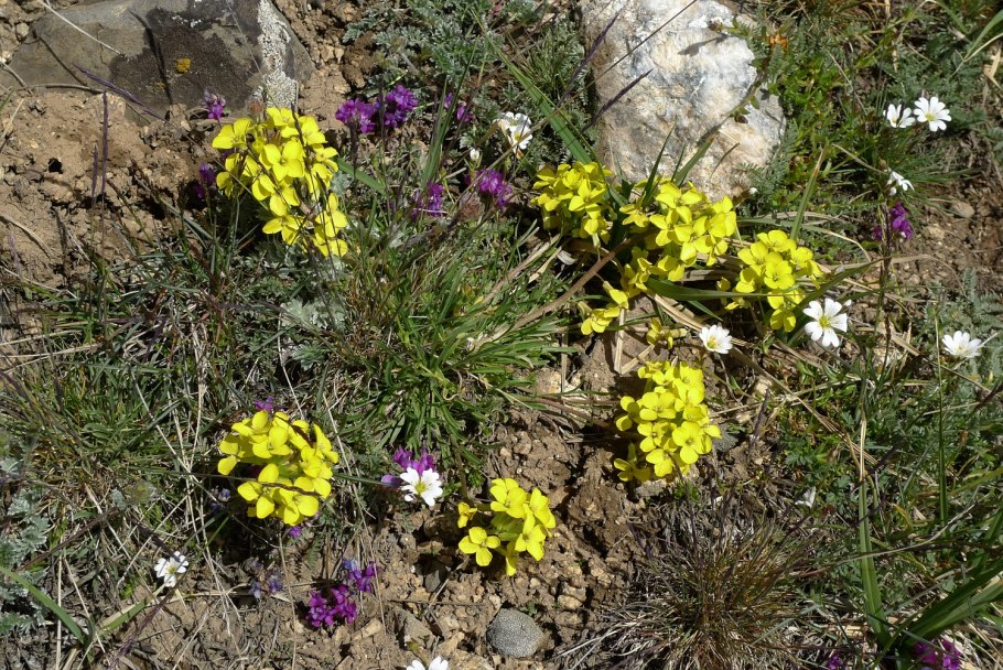 Oxytropis middendorffii