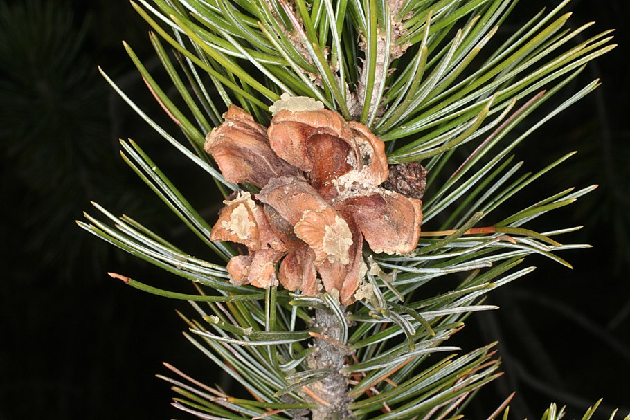 Pinus krempfii giant