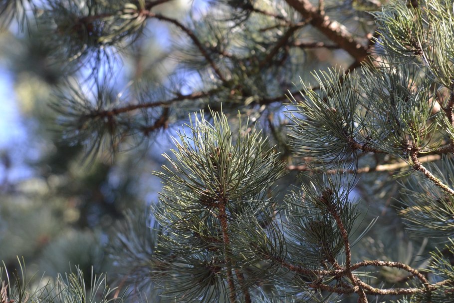 Pinus bungeana