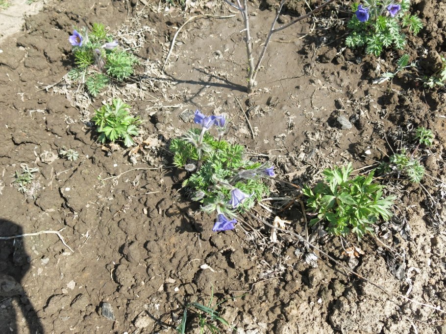 Астрагал шерстистый