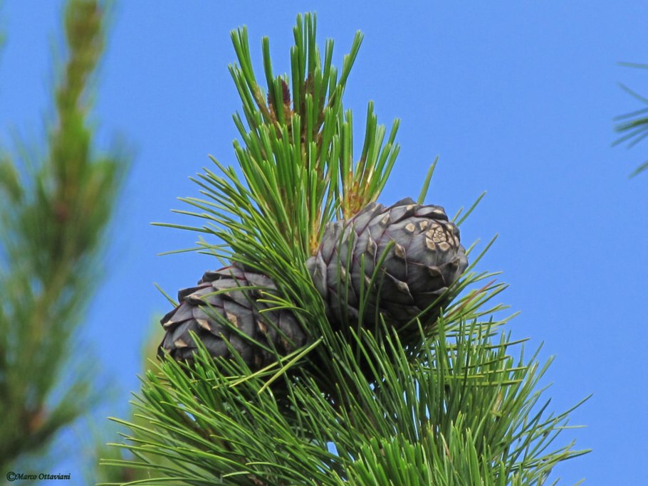 Pinus Cembra шишка фото