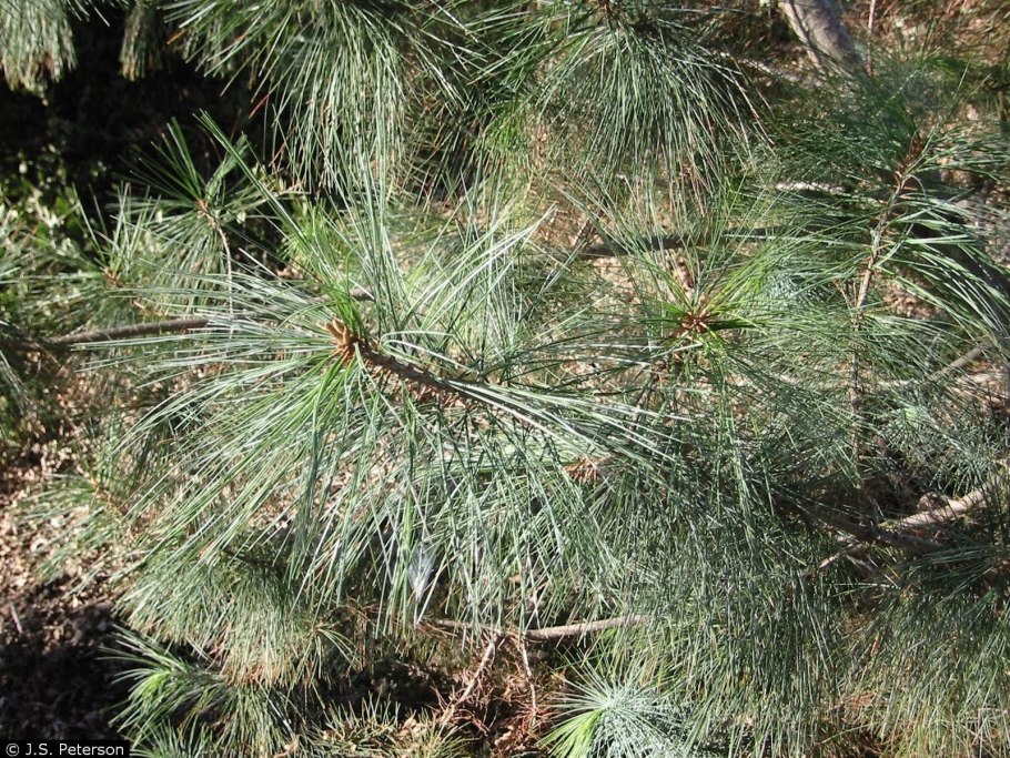 Сосна Ducampopinus kremphii