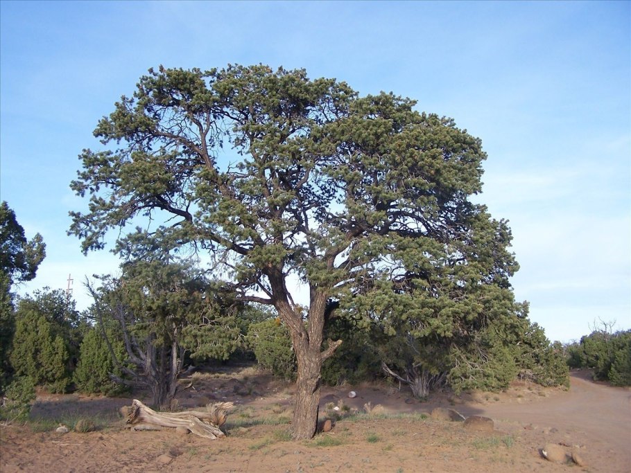 Pinus edulis