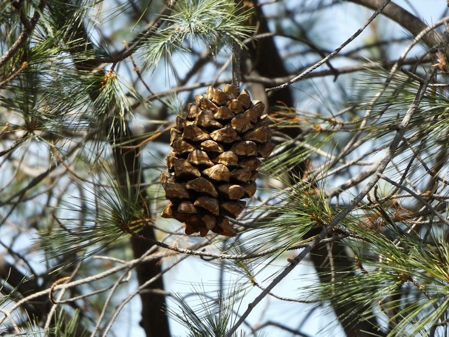 Pinus maximartinezii