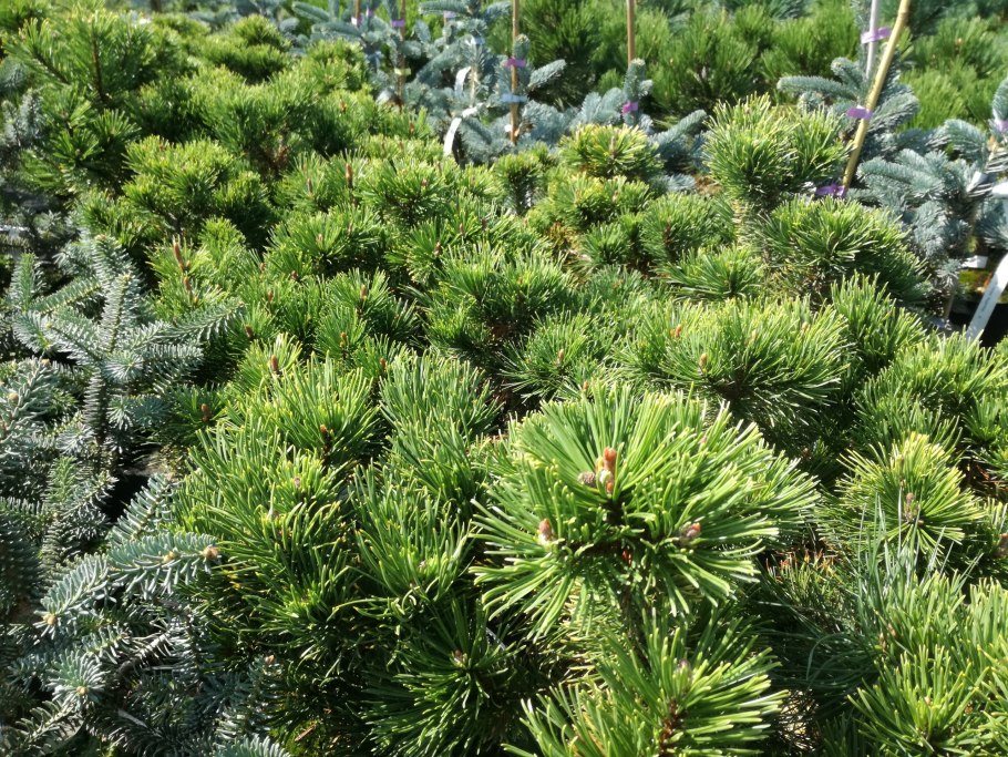 Сосна Карстенс Винтерголд