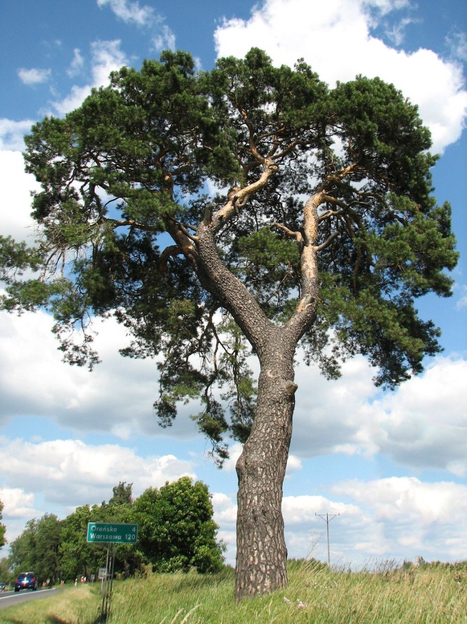 Ель, Эльдарская сосна