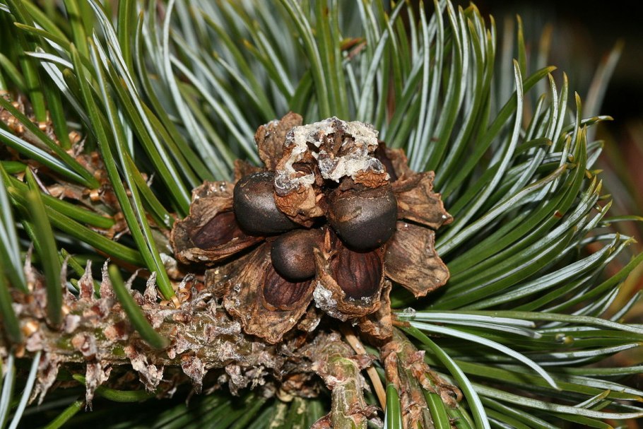 Pinus culminicola