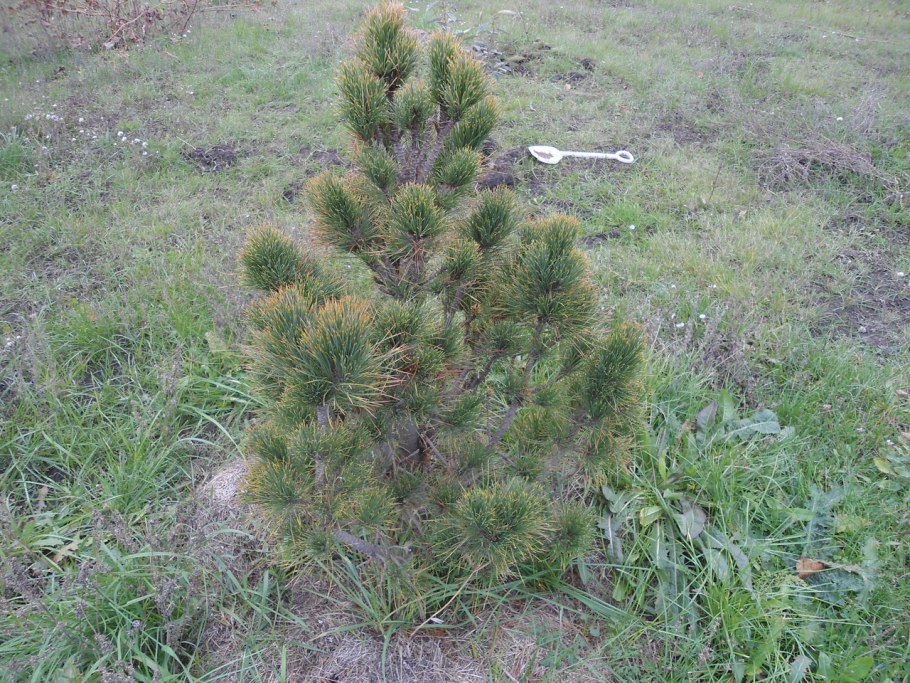 Pinus (сосна) Cembra var. Sibirica Кедровая