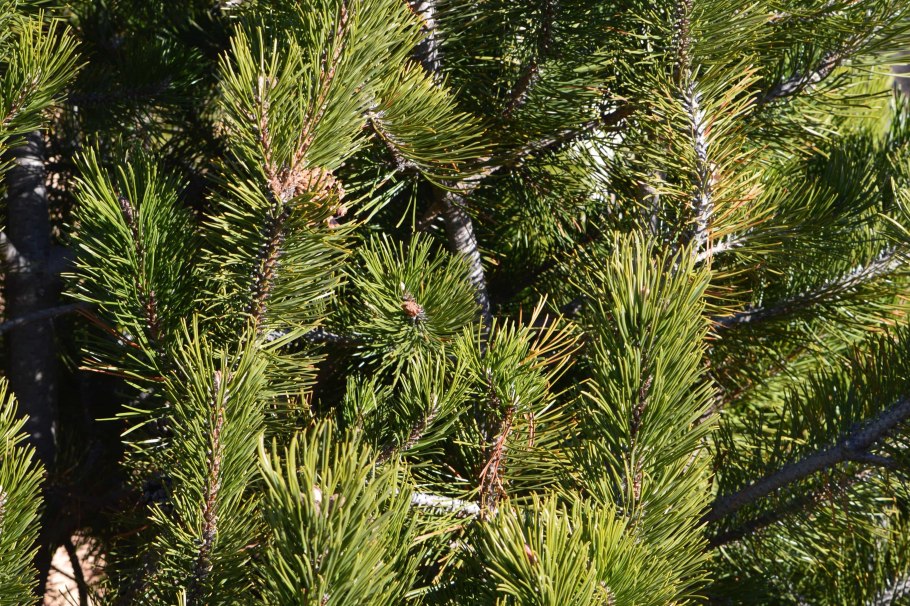 Ель сосна кедр пихта