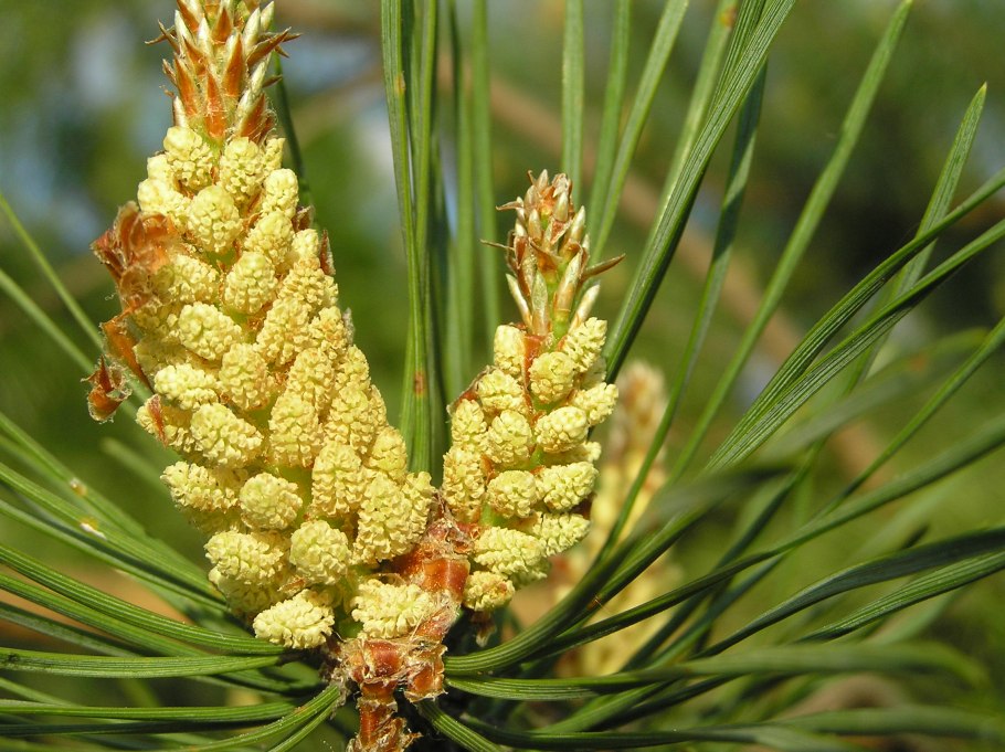 Сосна Массона (Pinus massoniana)