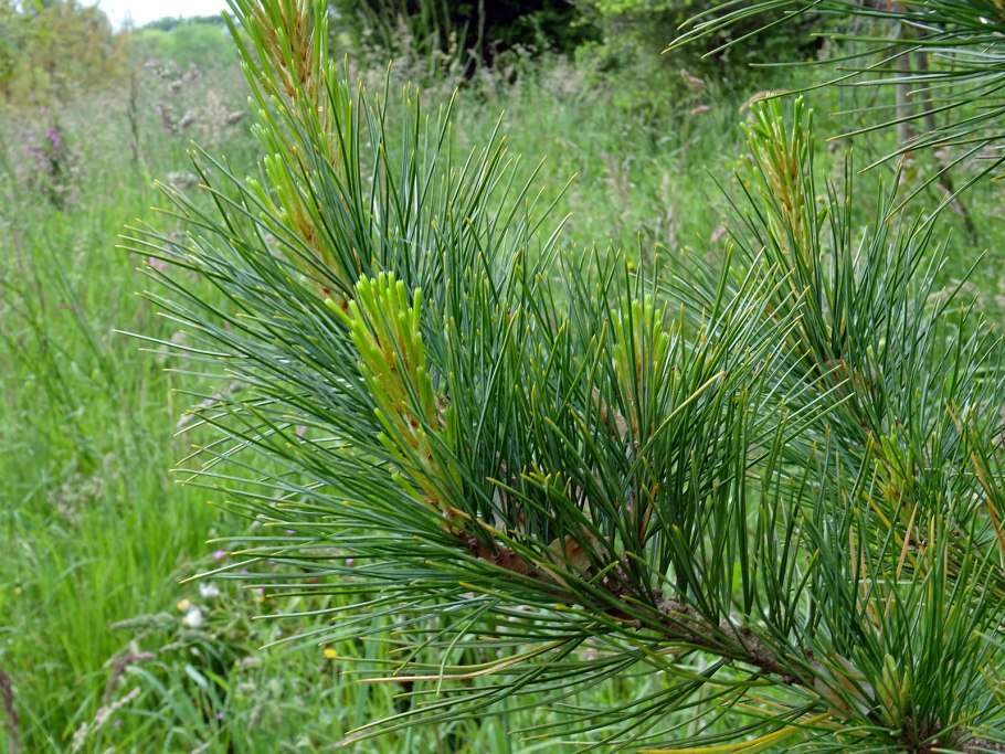 Pinus Cembra