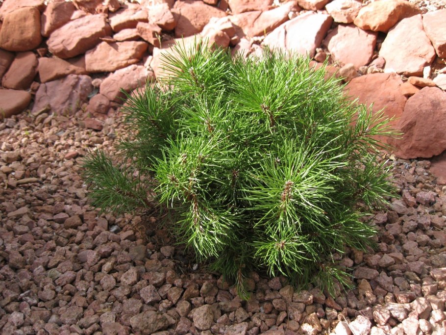 Pinus mugo чихуахуа