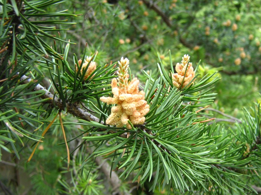 Сосна Банкса (Pinus banksiana)
