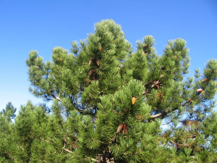 Pinus maritima