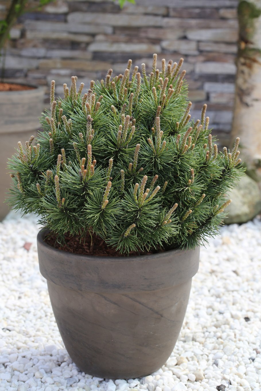 Сосна Горная Мопс Миджет