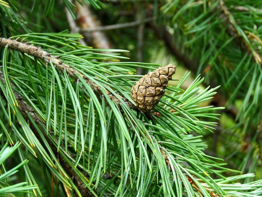 Сосна Банкса хвоя