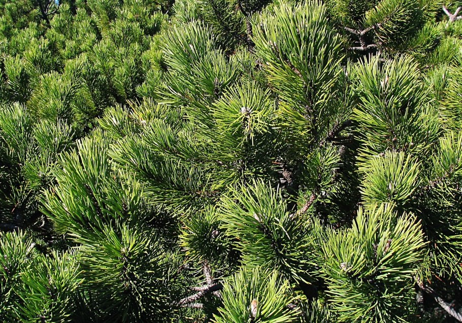 Pinus nigra Komet