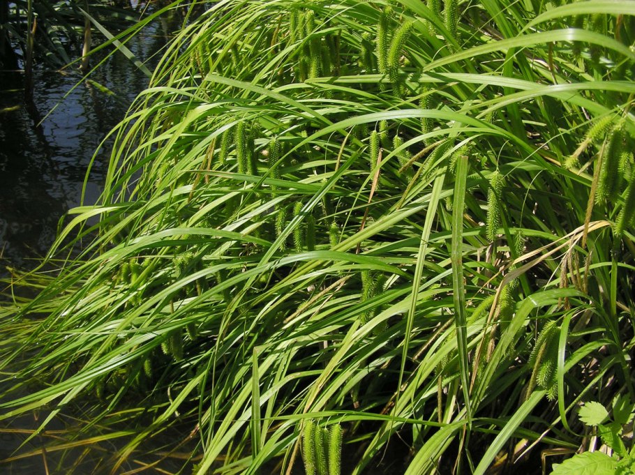 Осока водяная Carex aquatilis