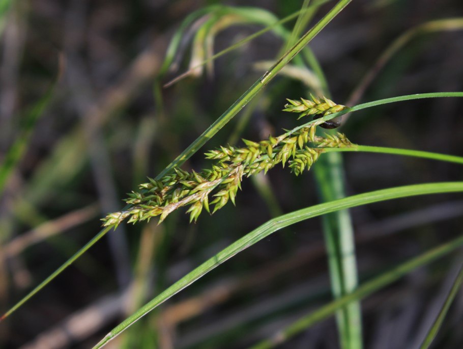 Осока Лесная Carex sylvatica