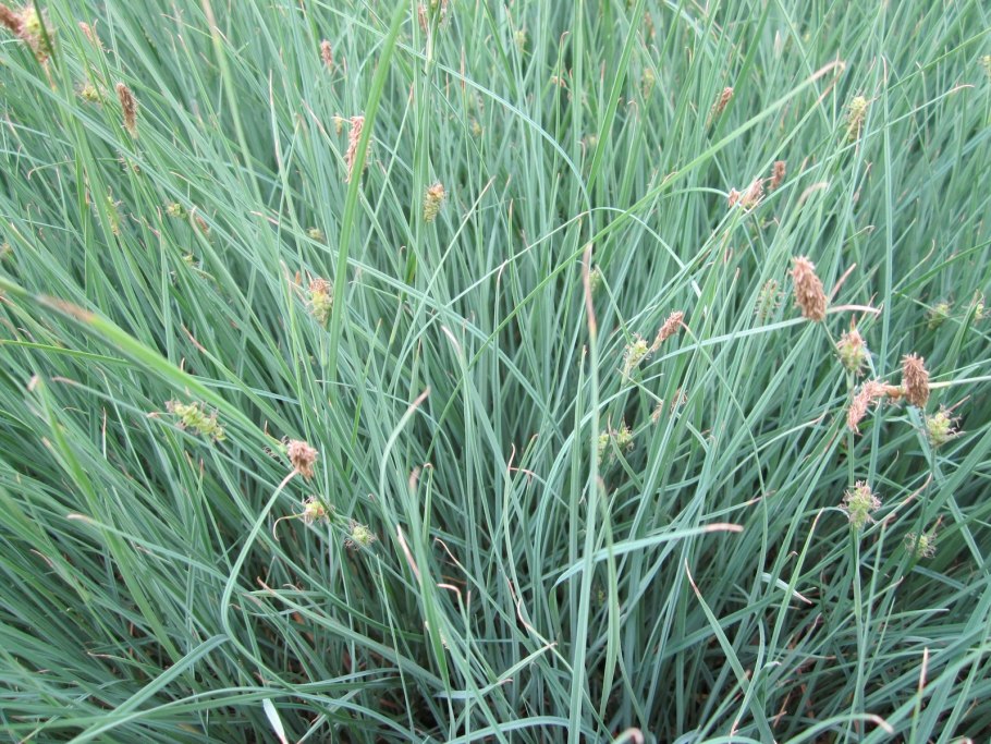 Осока Морроу (Carex morrowii )