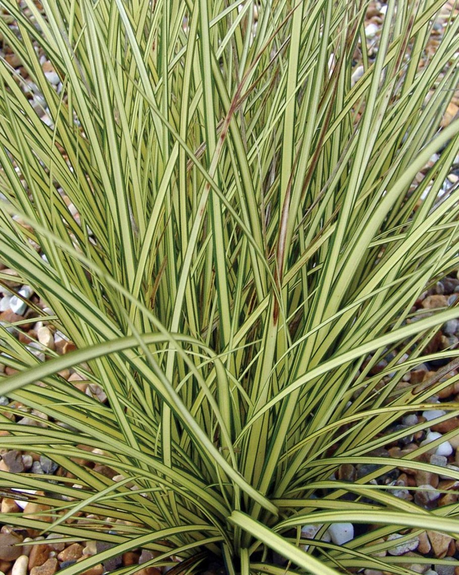 Carex panicea "Pamira"