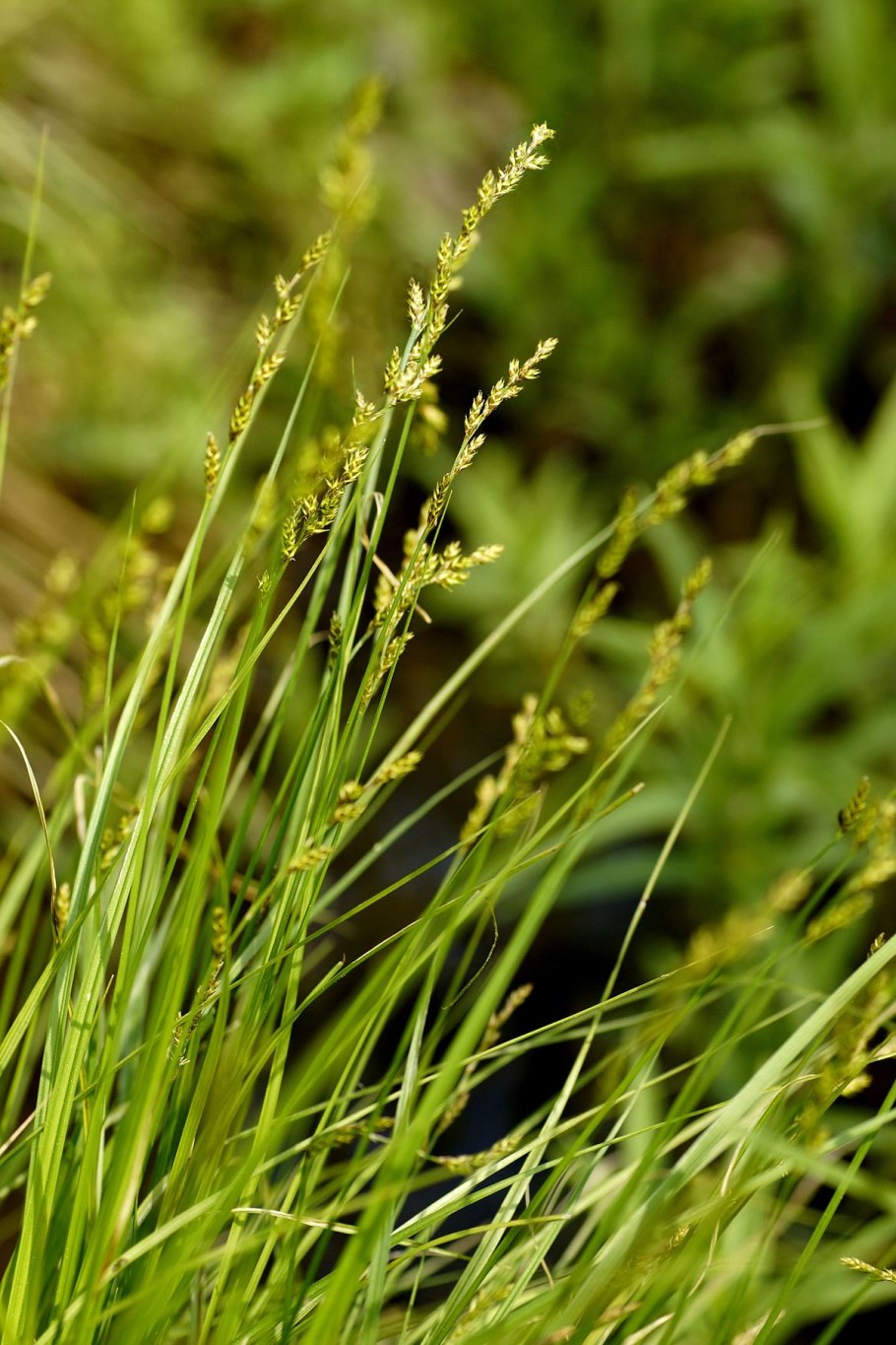 Осока удлиненная