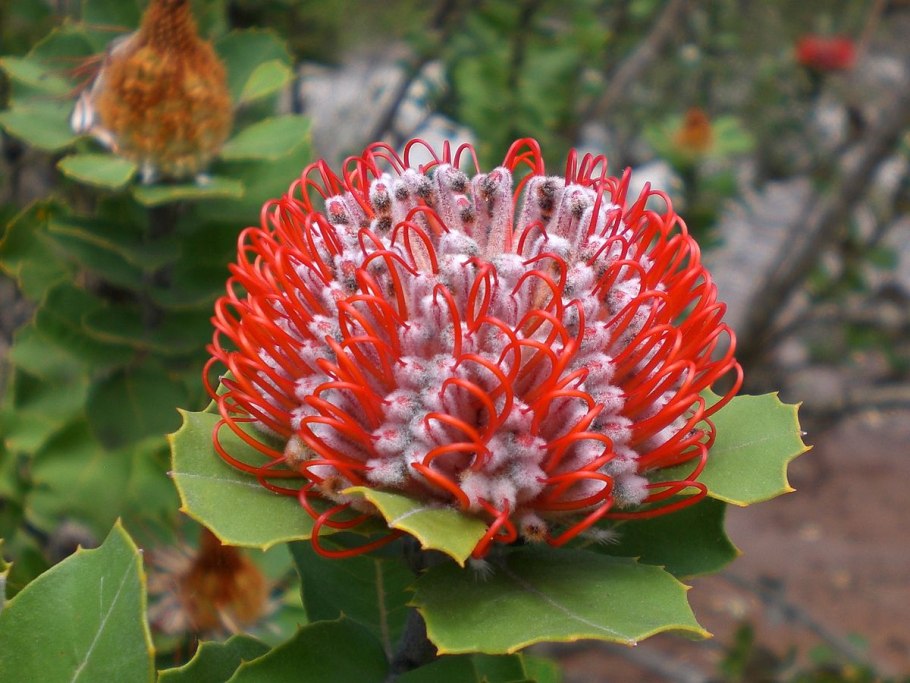 Банксия (Banksia) coccinea