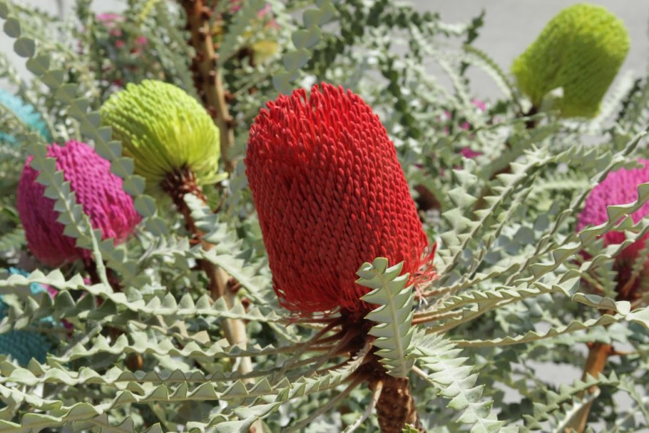 Банксия (Banksia) coccinea
