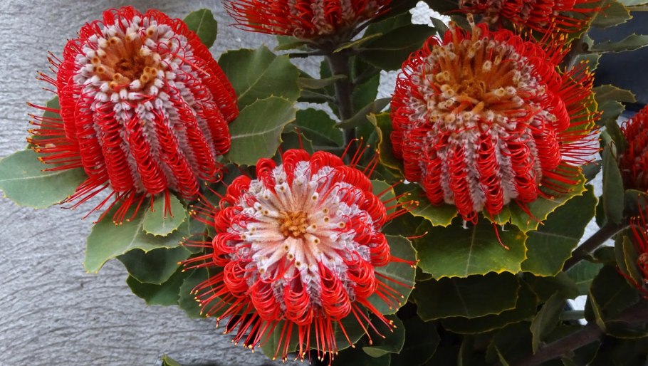 Австралийские цветы