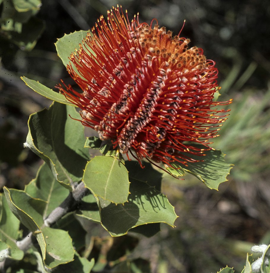 Банксия (Banksia)