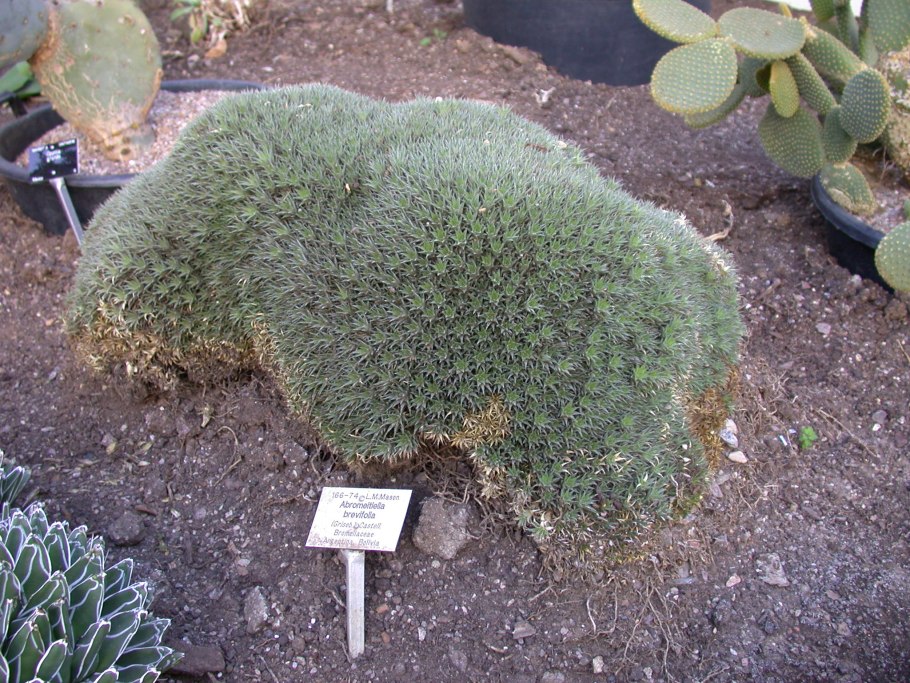 Guzmania комнатный цветок